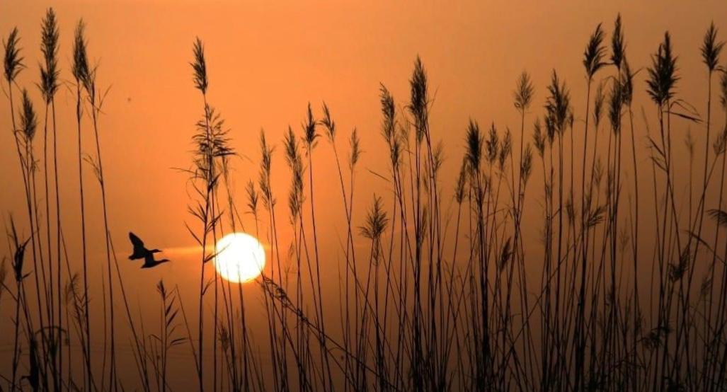 Atardecer en la Albufera de Valencia