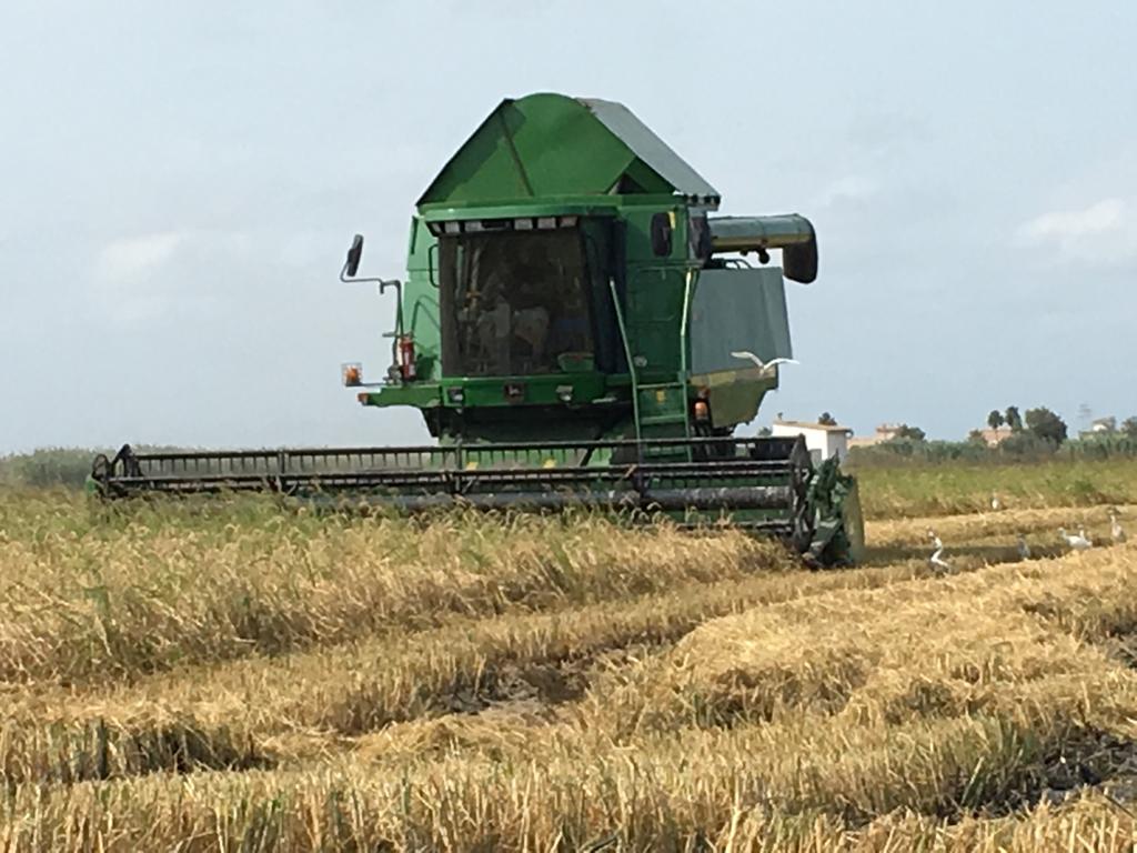 Cosecha del arroz en la Albufera de Valencia