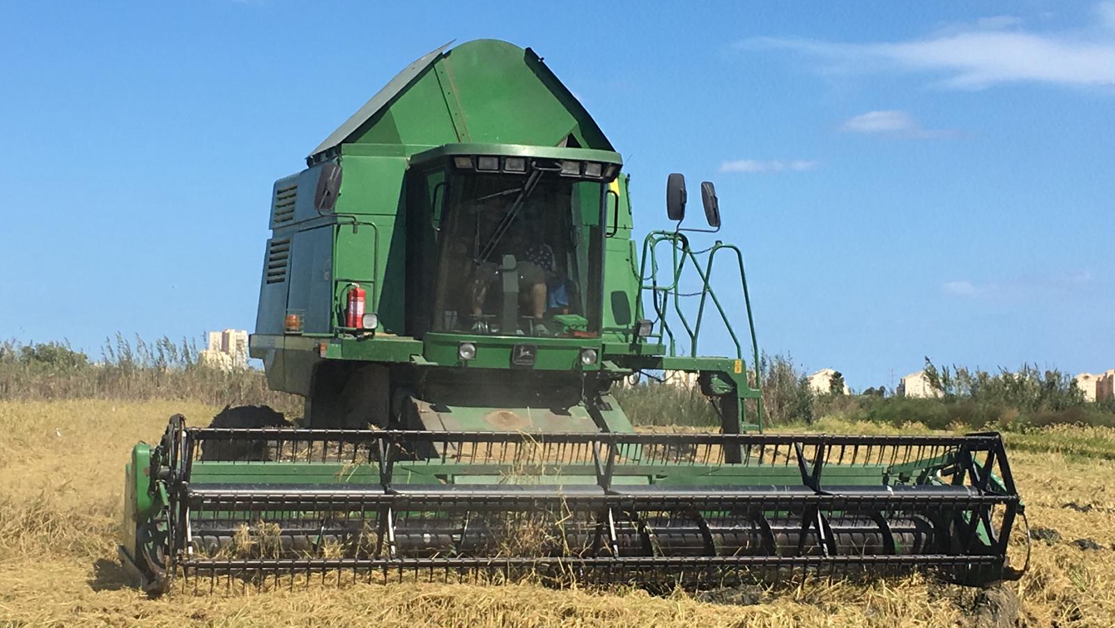 Siega de los arrozales de la Albufera